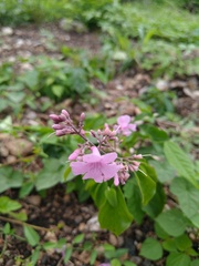 Fridericia floribunda