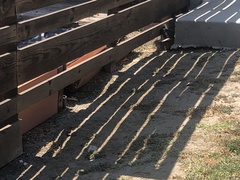 Sceloporus occidentalis