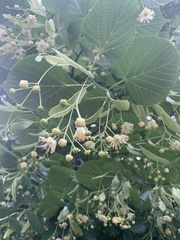 Tilia cordata
