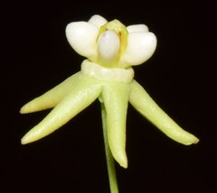 Funastrum bilobum