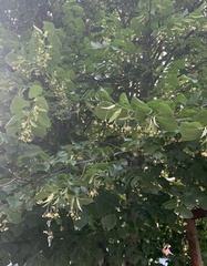 Tilia cordata