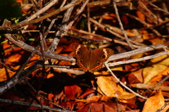 Junonia pacoma