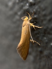 Crassa tinctella