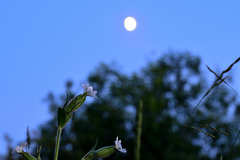 Silene latifolia