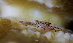 Trapezia rufopunctata