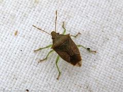 Supputius cincticeps