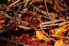 Junonia pacoma
