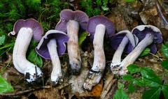 Laccaria ochropurpurea image