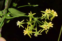 Funastrum bilobum