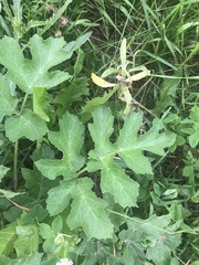 Heracleum sphondylium