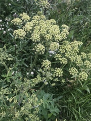 Heracleum sphondylium