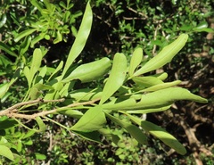 Searsia gueinzii