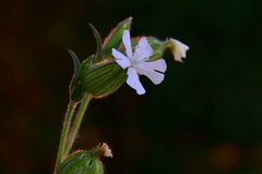 Silene latifolia