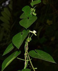 Funastrum bilobum