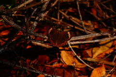 Junonia pacoma