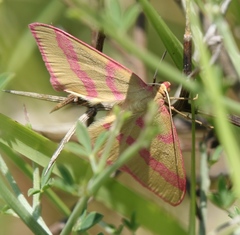 Rhodostrophia calabra