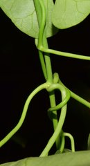 Funastrum bilobum