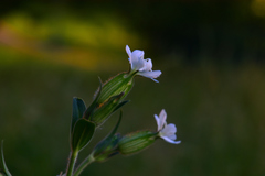 Silene latifolia