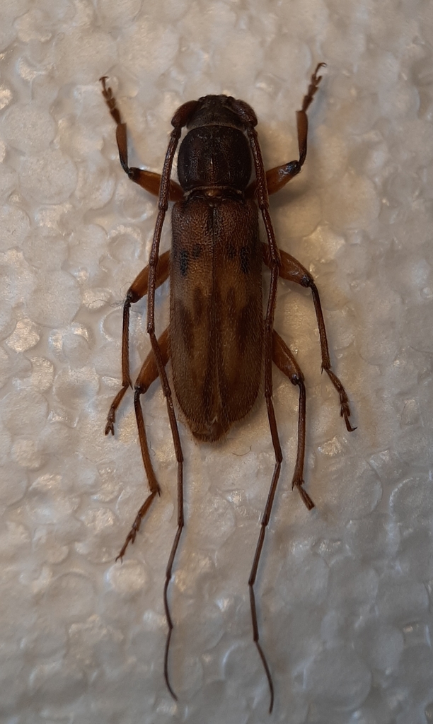 Achryson lineolatum