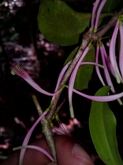 Bakerella hoyifolia