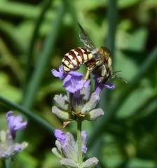Anthidium porterae