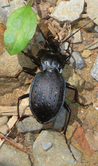 Carabus goryi