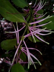 Bakerella hoyifolia