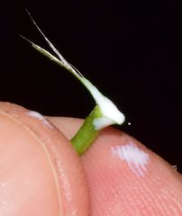Funastrum bilobum