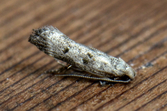 Dichomeris inversella