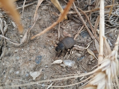 Coleoptera