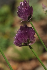 Allium barsczewskii
