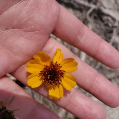Thelesperma filifolium