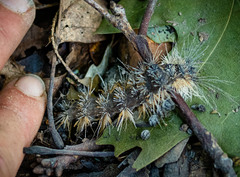Entomophaga maimaiga