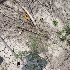 Thelesperma filifolium