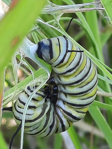 Monarch photographed in Nebraska