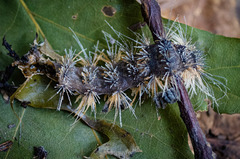 Entomophaga maimaiga