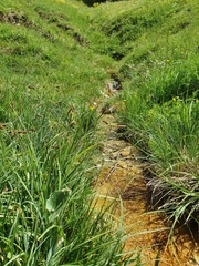 Carex panicea