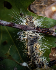 Entomophaga maimaiga