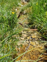 Carex panicea