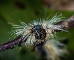 Entomophaga maimaiga
