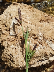 Carex panicea