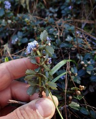Ceanothus gloriosus