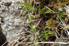 Chaerophyllum colensoi colensoi