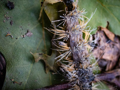Entomophaga maimaiga