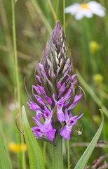 Dactylorhiza majalis sphagnicola