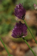 Allium barsczewskii