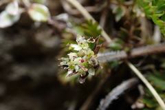 Chaerophyllum colensoi colensoi