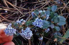 Ceanothus gloriosus