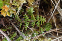 Chaerophyllum colensoi colensoi