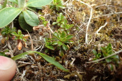 Wahlenbergia pygmaea pygmaea